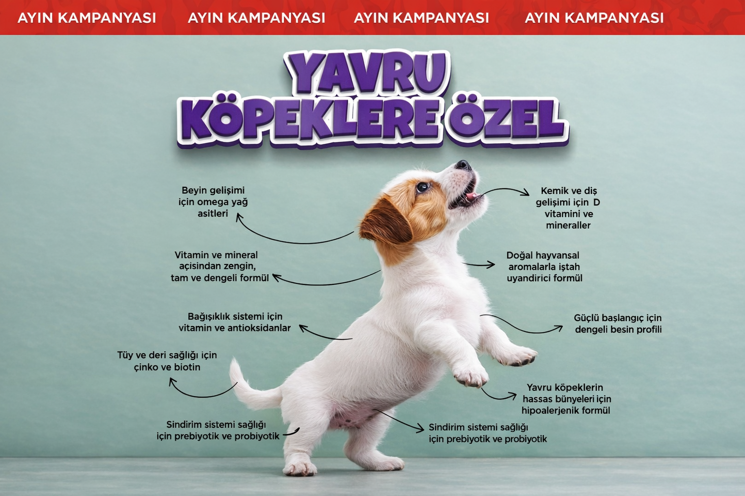 Kampanya 2 1